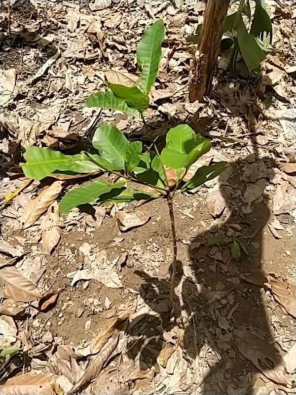 tree image