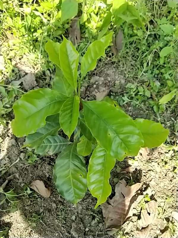 tree image
