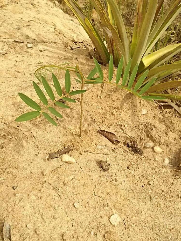 tree image