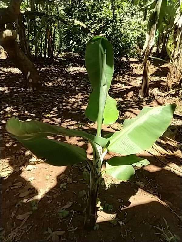 tree image