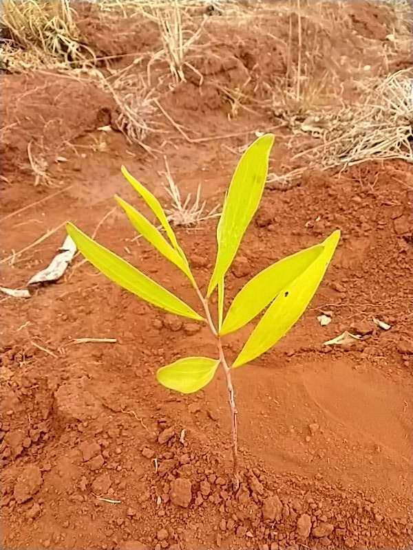 tree image