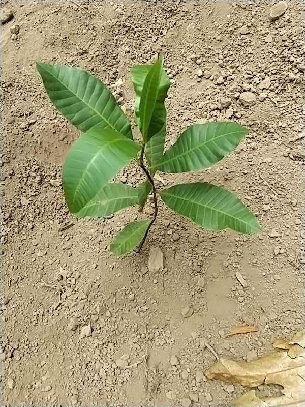tree image