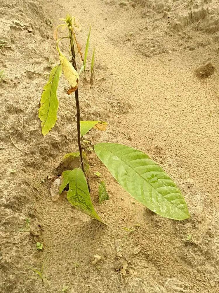 tree image