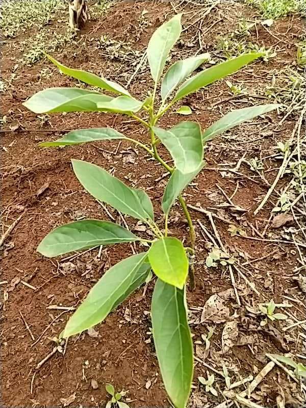 tree image