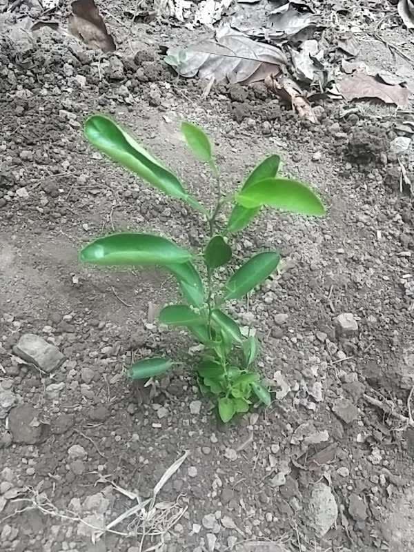 tree image