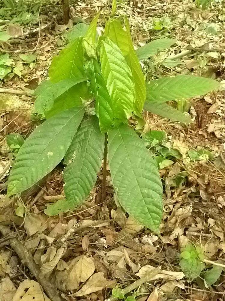 tree image