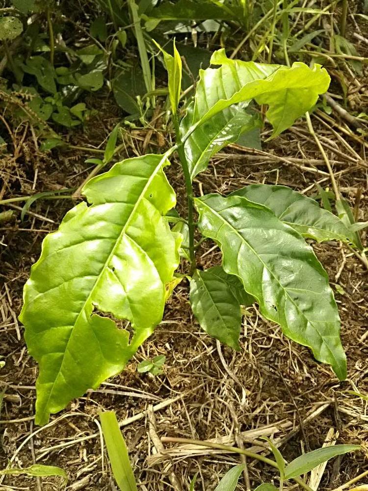 tree image