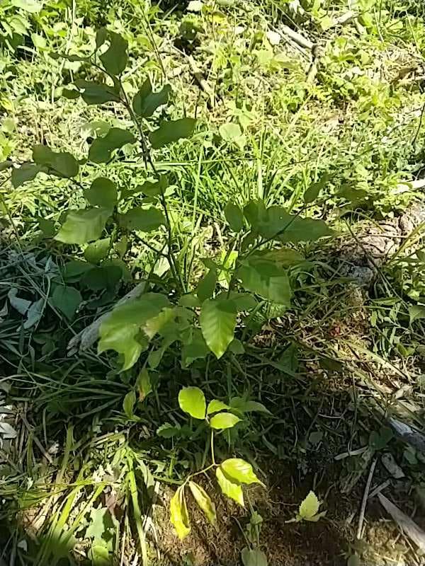 tree image