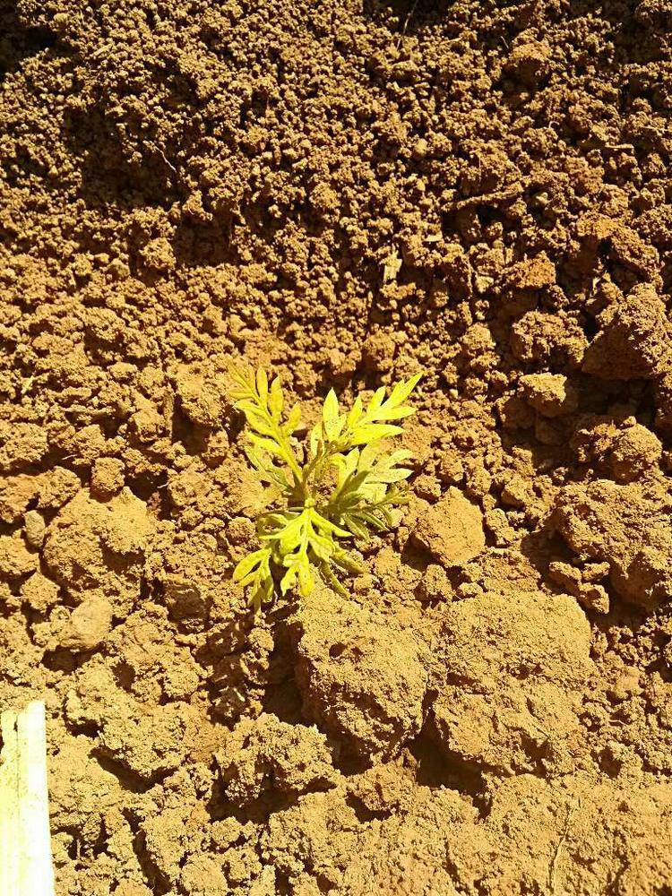 tree image