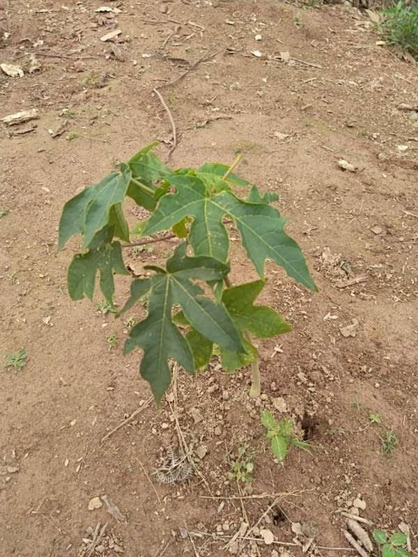 tree image