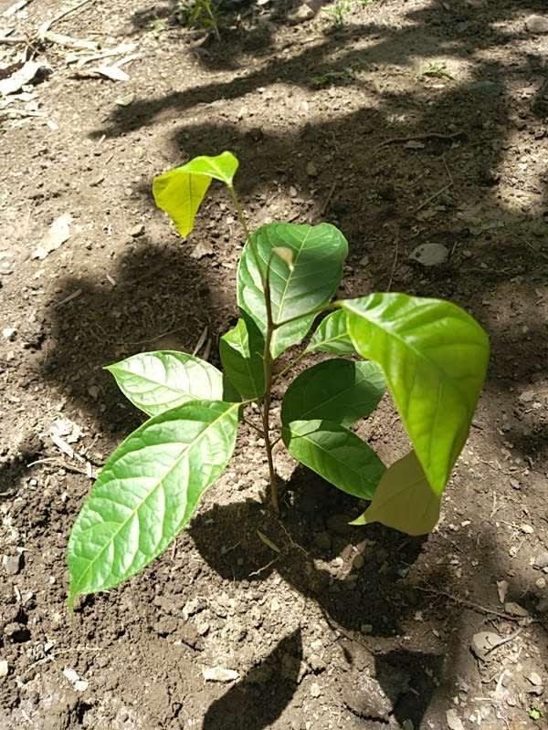 tree image