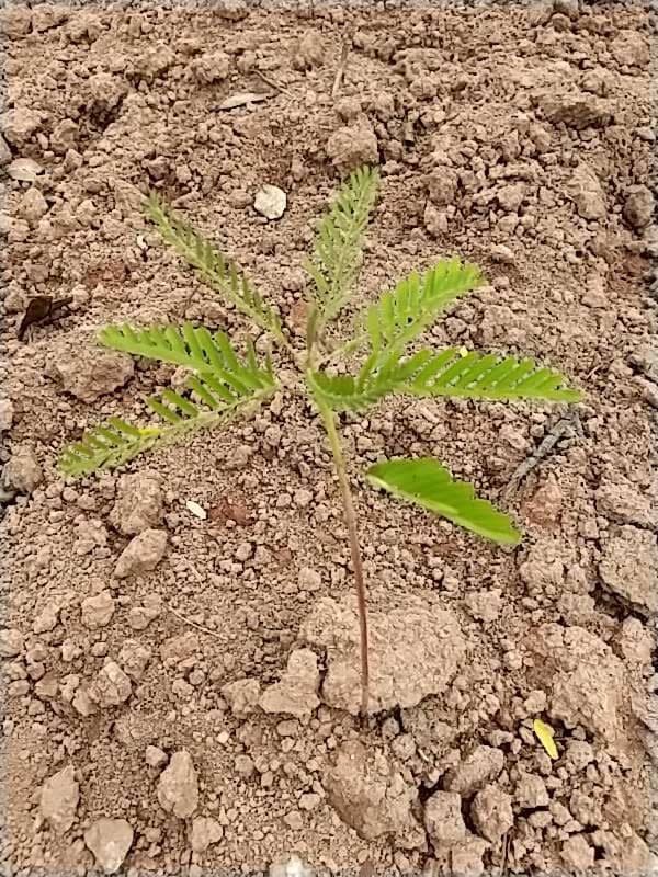 tree image