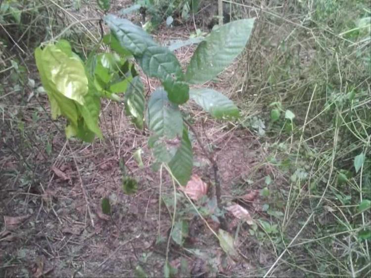 tree image