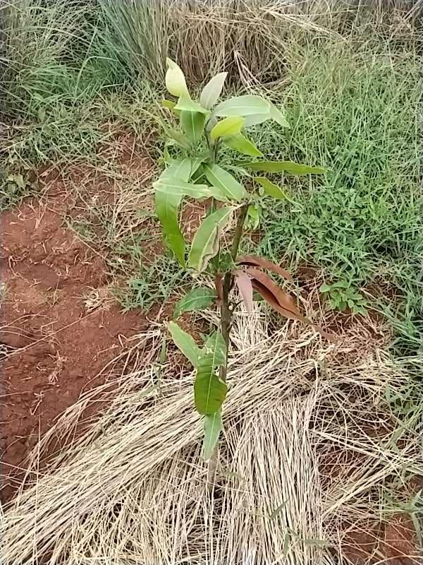tree image