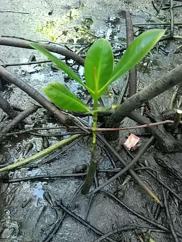 tree image