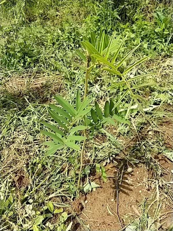 tree image