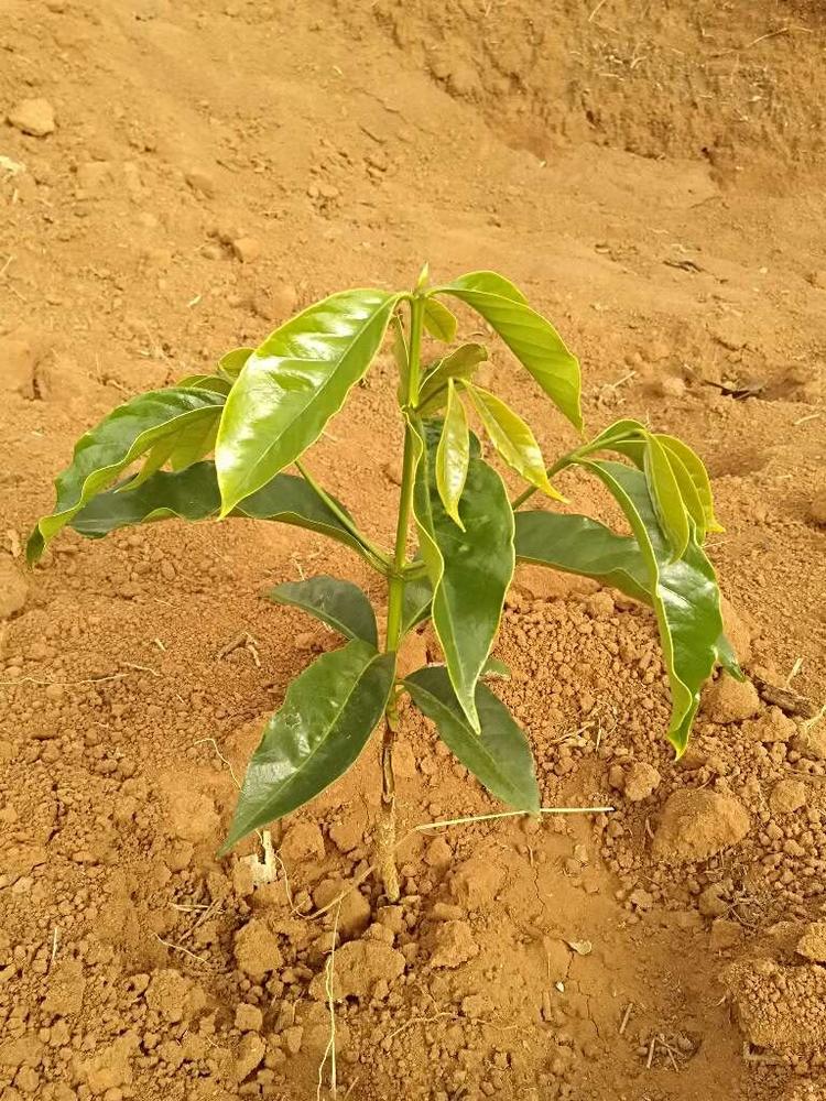 tree image