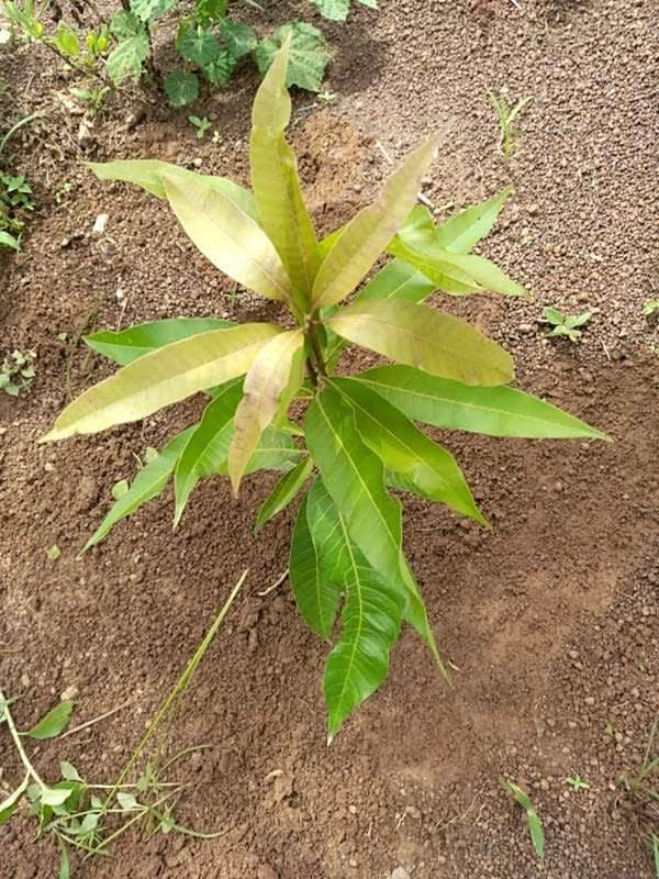 tree image