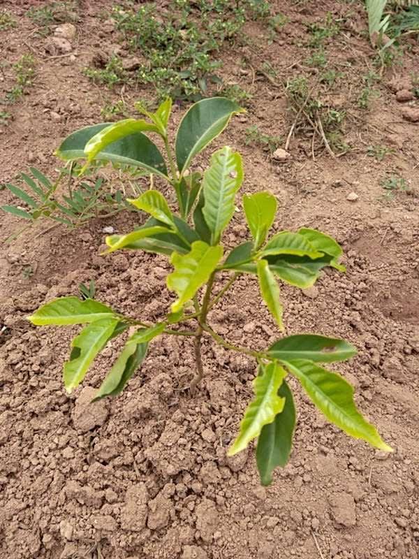 tree image
