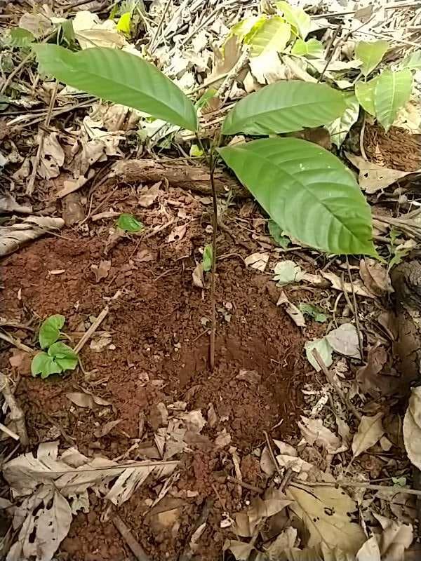 tree image