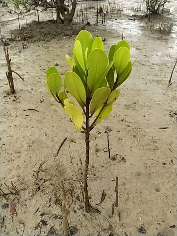 tree image