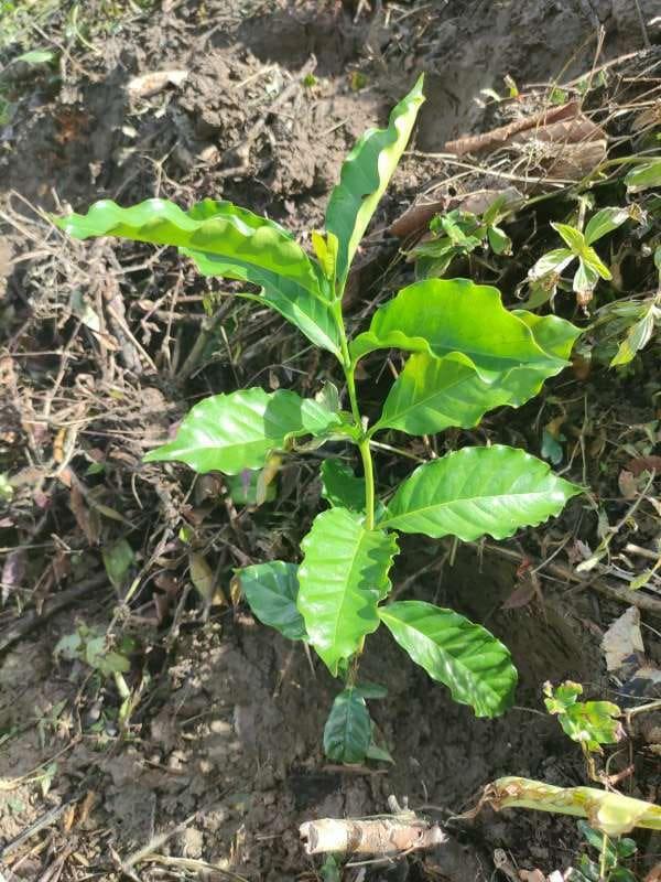 tree image