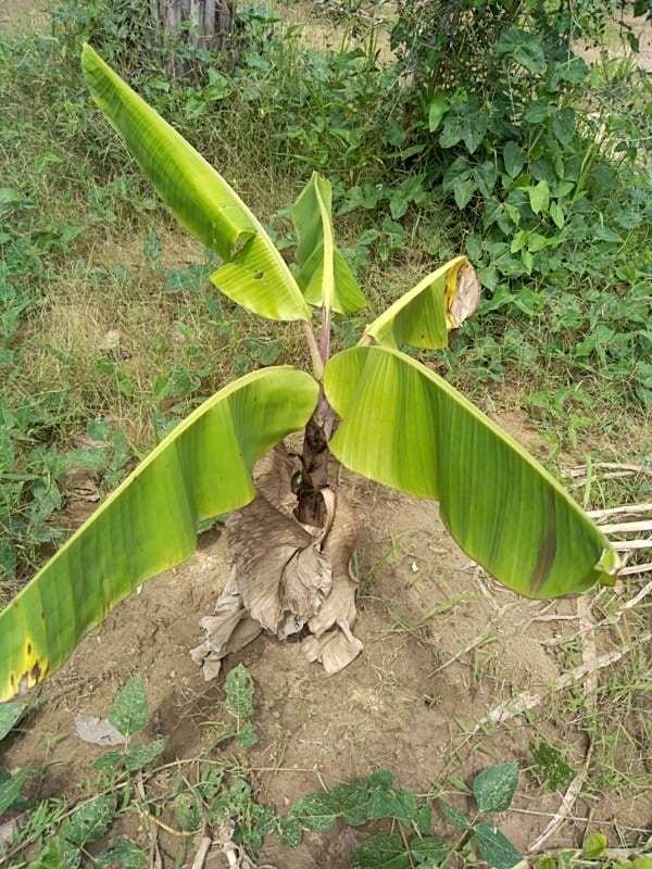 tree image