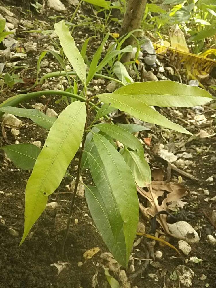 tree image