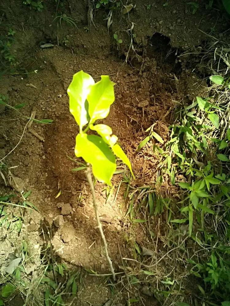 tree image