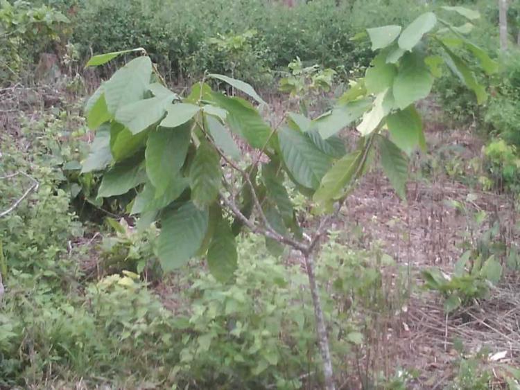 tree image