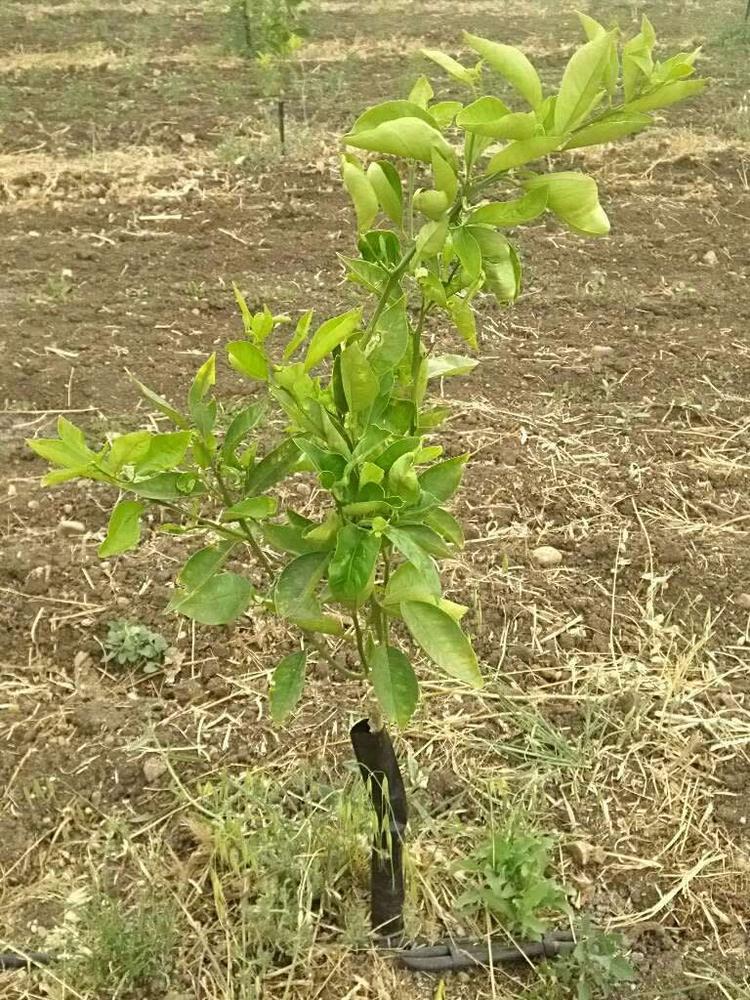 tree image