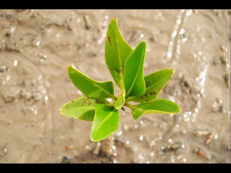 tree image