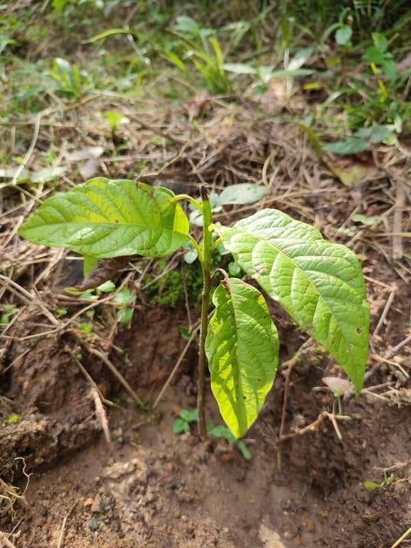tree image