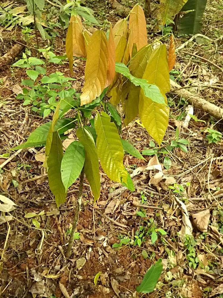 tree image