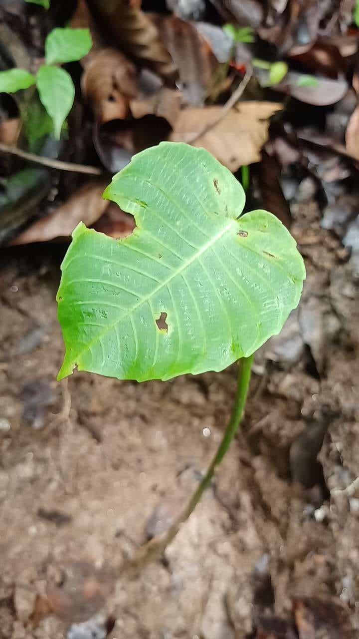 tree image