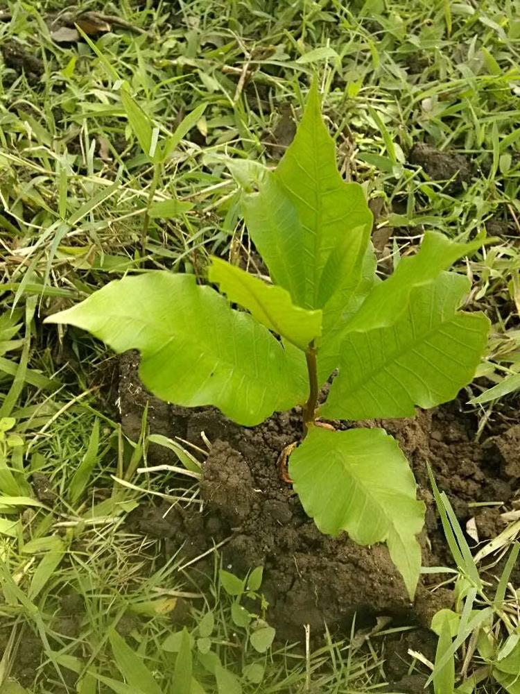 tree image