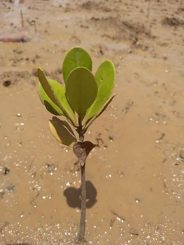 tree image