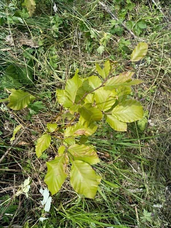 tree image