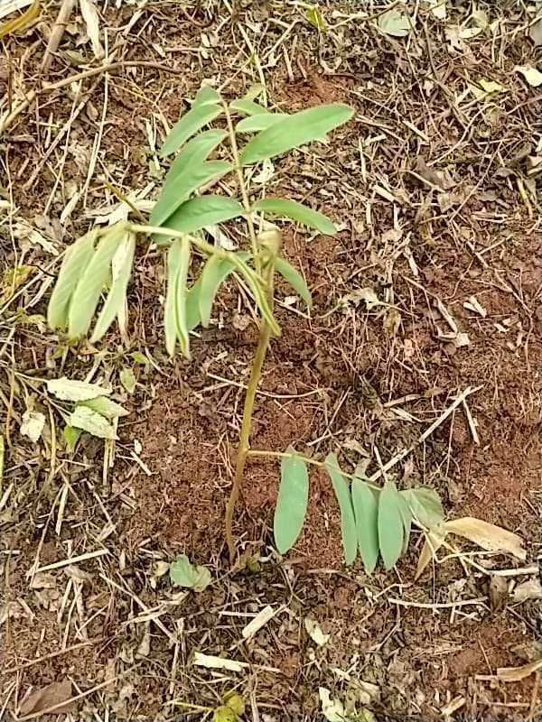 tree image