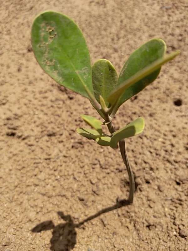 tree image