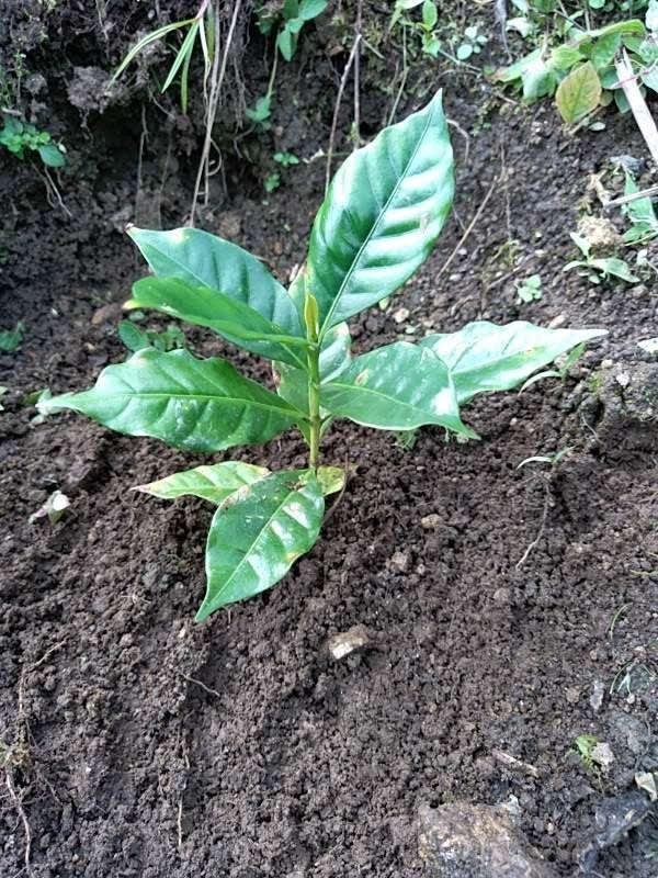 tree image