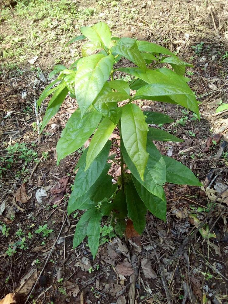 tree image