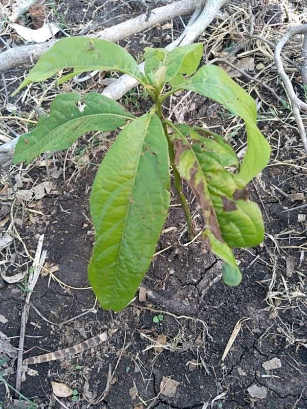 tree image