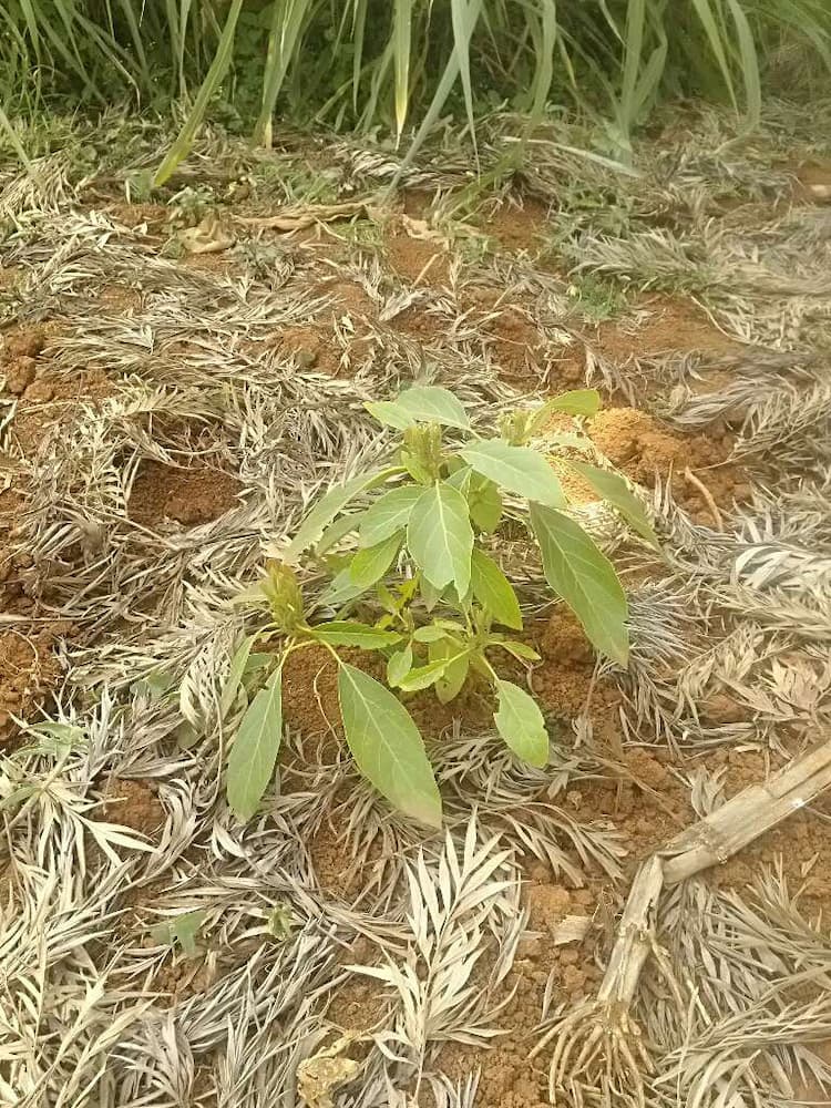 tree image