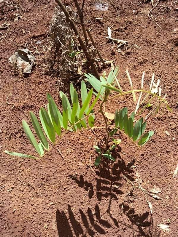tree image