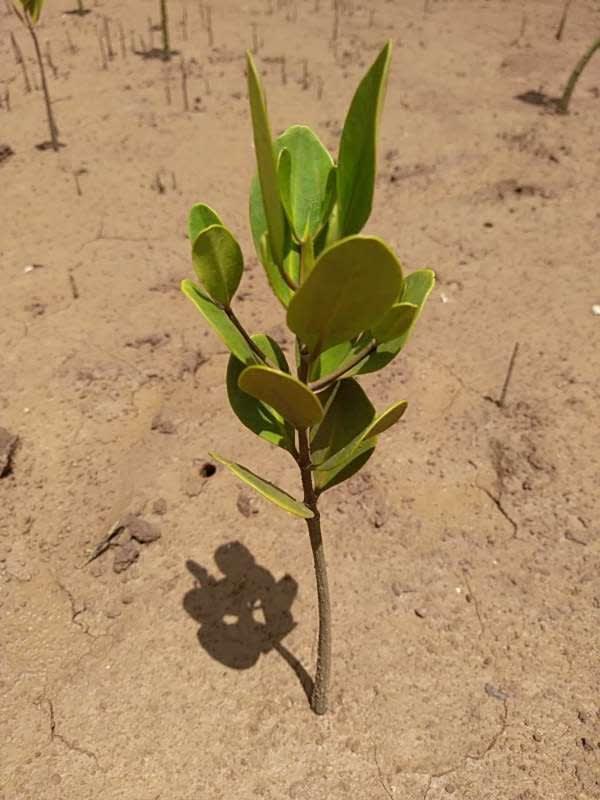 tree image