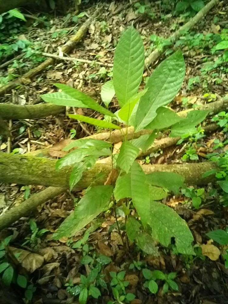 tree image
