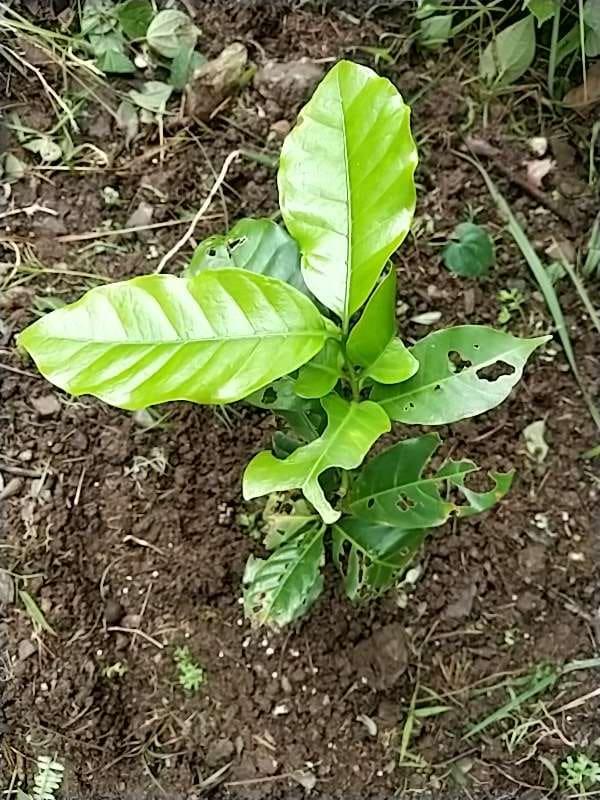 tree image