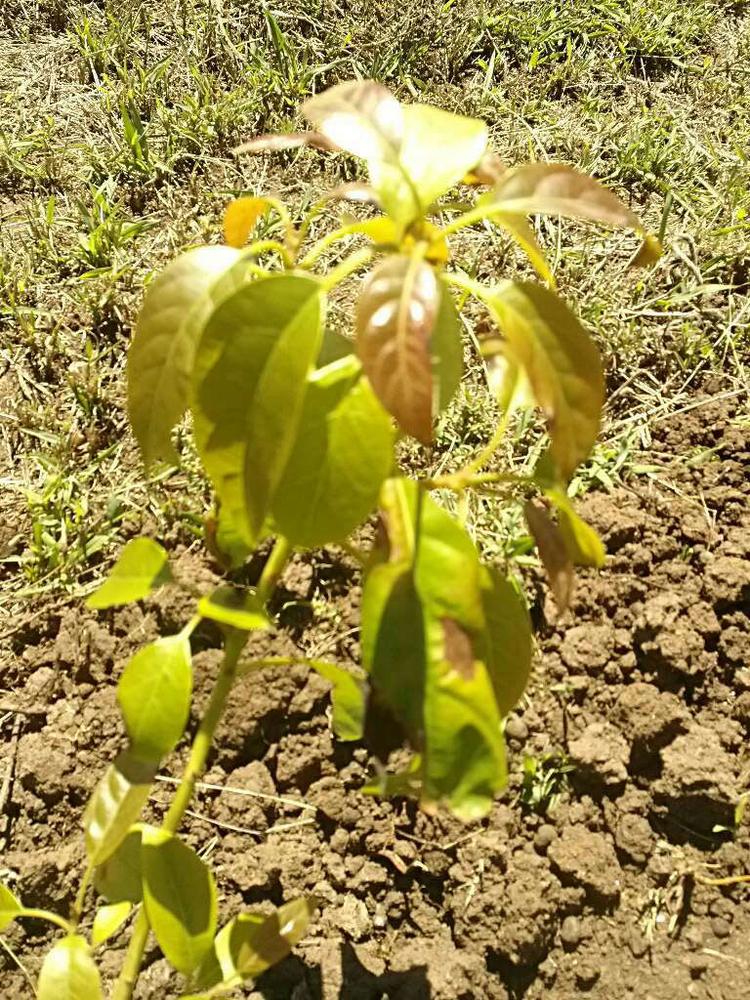 tree image