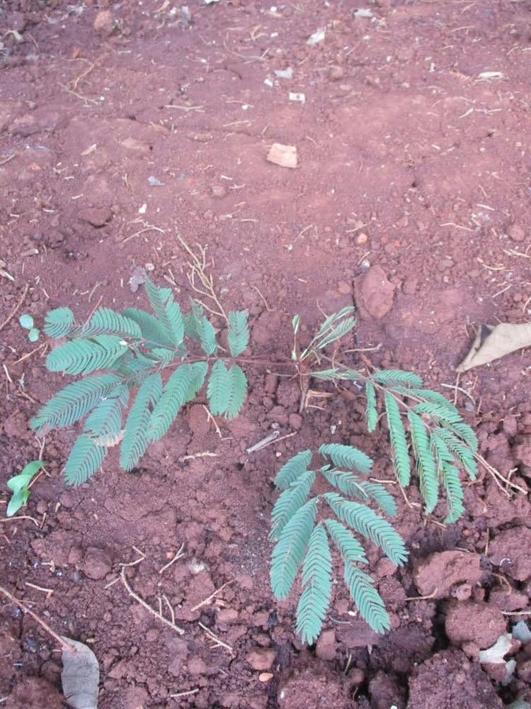 tree image